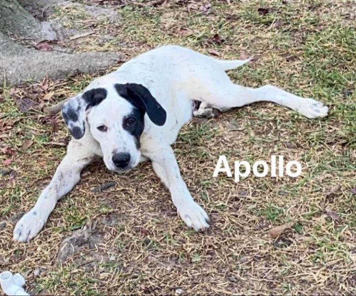 Apollo, an adoptable Great Pyrenees & Labrador Retriever Mix in Farmington, CT_image-3