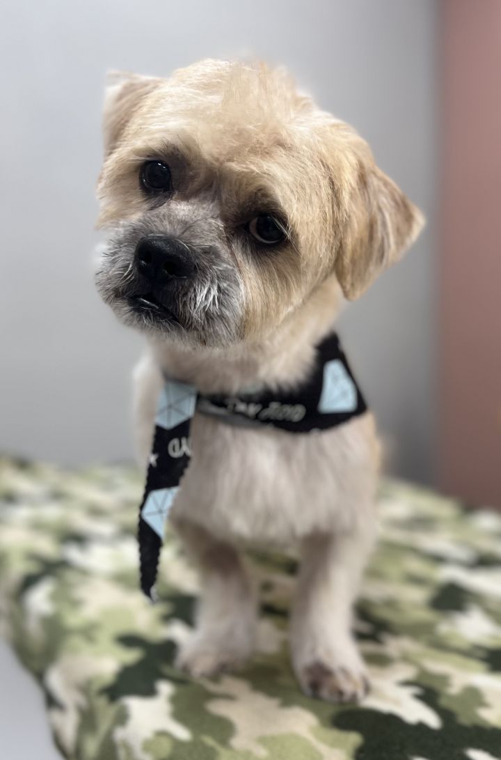 Brussels griffon lhasa apso hot sale mix