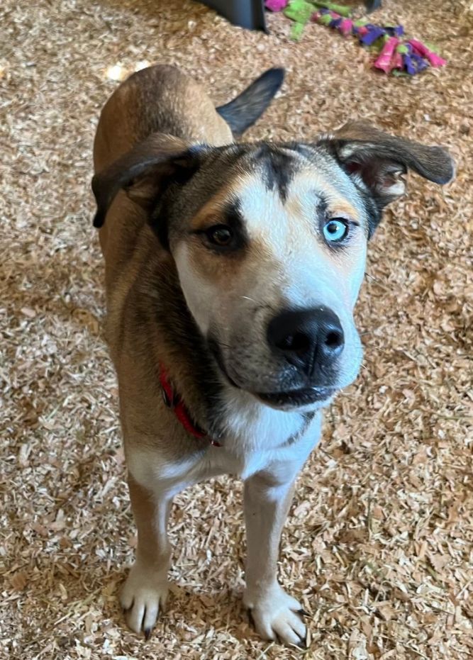 Catahoula husky hot sale mix dog