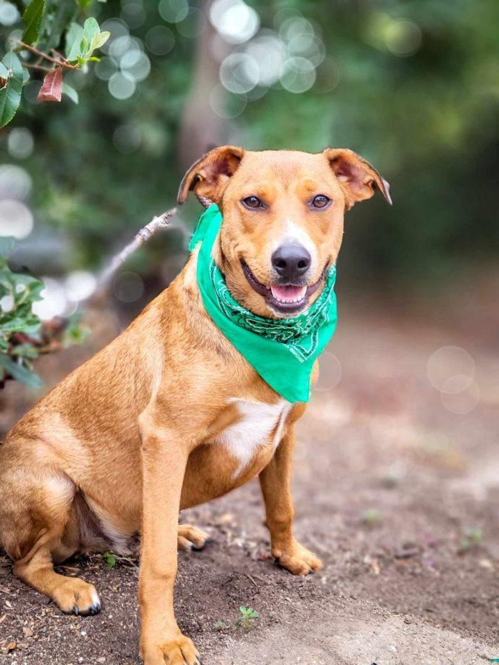 Flynn, an adoptable Pit Bull Terrier & Labrador Retriever Mix in Temecula, CA_image-2