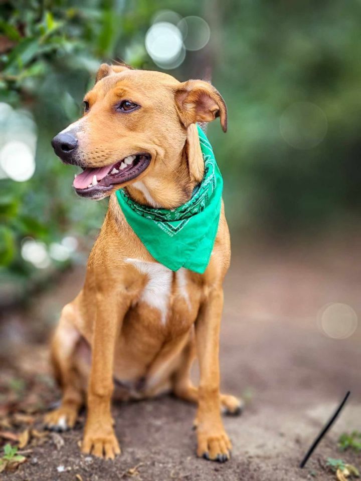 Flynn, an adoptable Pit Bull Terrier & Labrador Retriever Mix in Temecula, CA_image-5