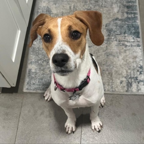 Ruthie, an adoptable Beagle Mix in Falls Church, VA_image-1