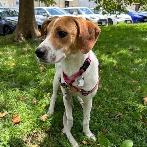 Ruthie, an adoptable Beagle Mix in Falls Church, VA_image-2