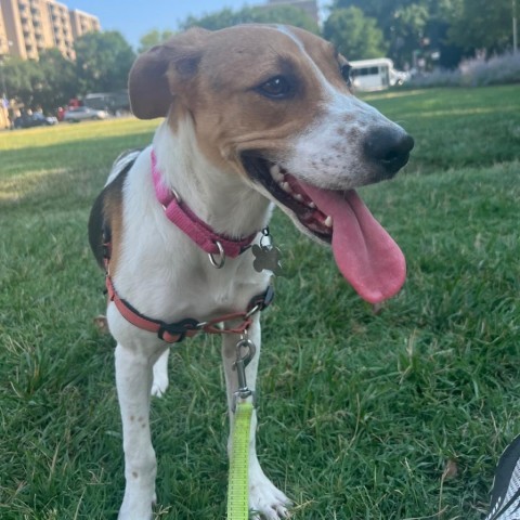 Ruthie, an adoptable Beagle Mix in Falls Church, VA_image-6