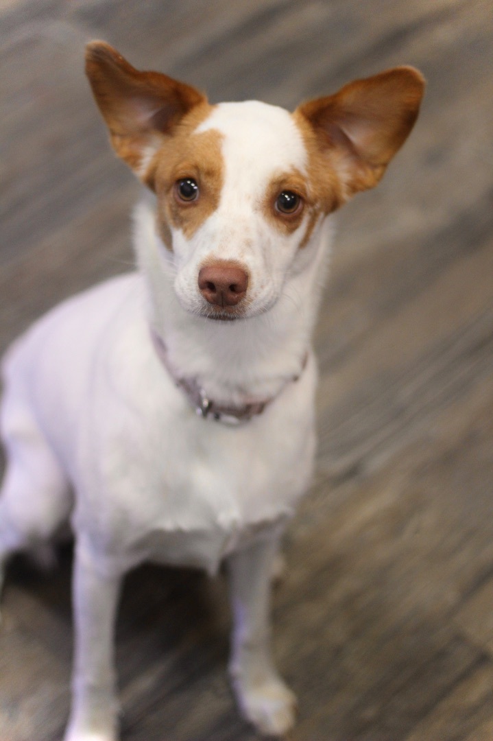 Rose in NH, an adoptable Australian Cattle Dog / Blue Heeler Mix in Manchester, NH_image-1