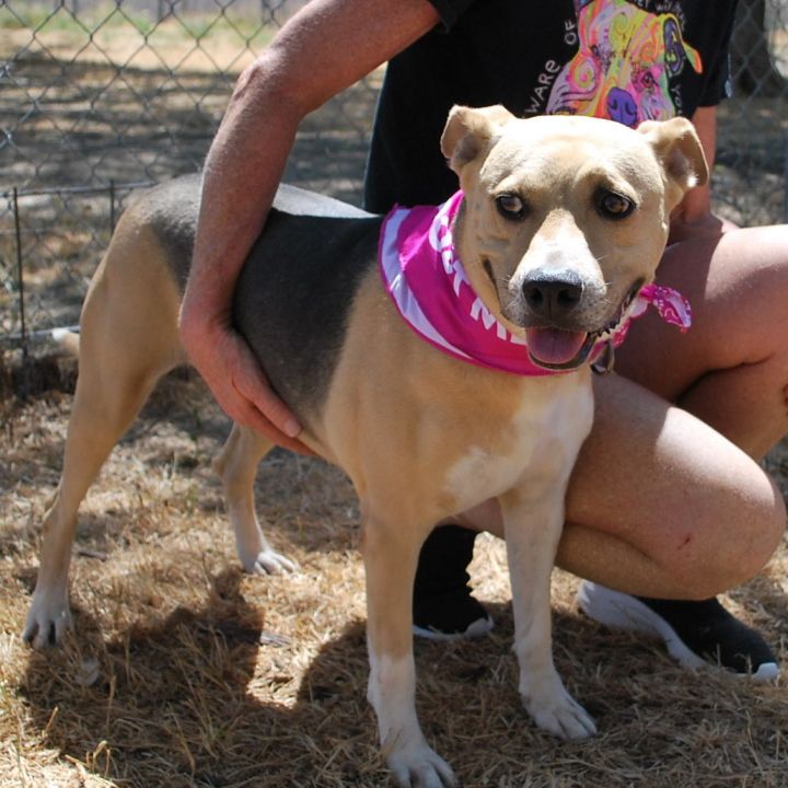 Lady Leona, an adoptable Shepherd & American Staffordshire Terrier Mix in Georgetown, TX_image-1