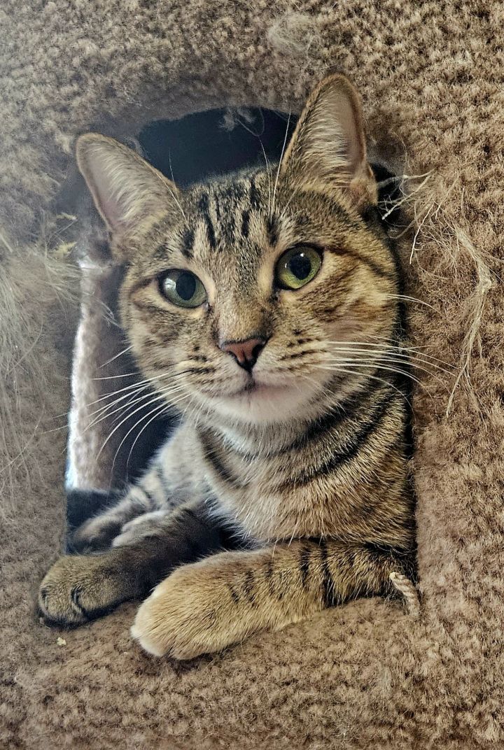 MK, an adoptable Tabby in Plano, TX_image-1