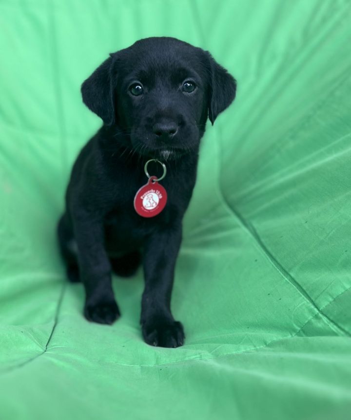 Tamale, an adoptable Labrador Retriever Mix in Nashville, TN_image-3