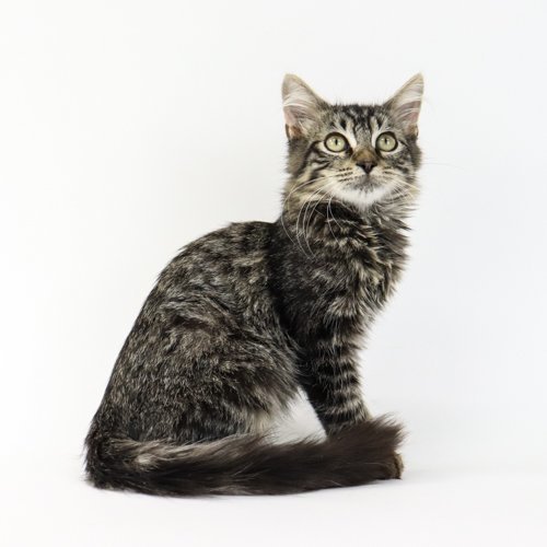 Owl, an adoptable Domestic Short Hair Mix in Florence, AZ_image-1