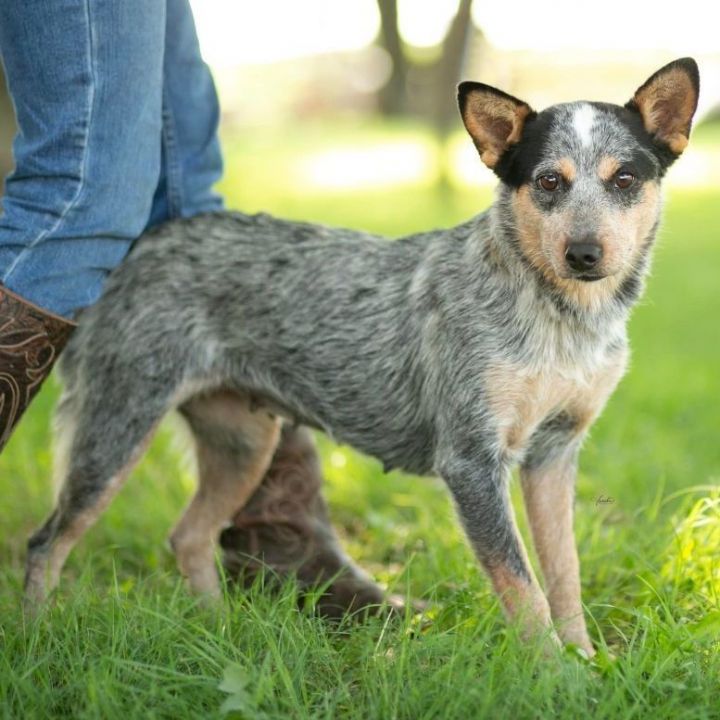 Louise , an adopted Cattle Dog in Milford, PA_image-1