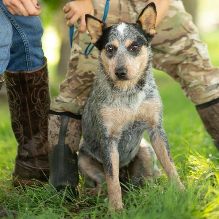 Louise , an adopted Cattle Dog in Milford, PA_image-3