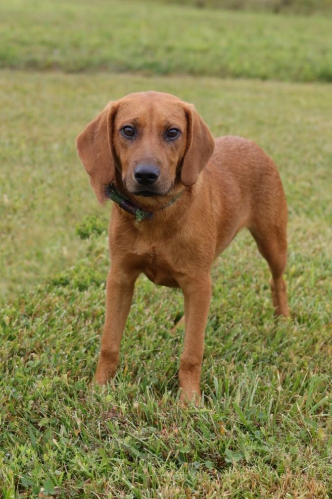 Sweeney, an adoptable Coonhound Mix in Ashland, KY_image-1