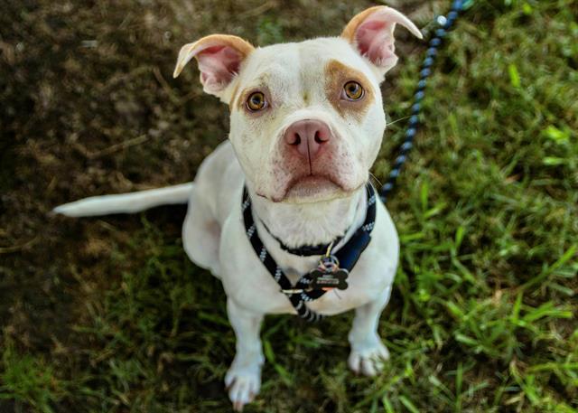 PINKY, an adoptable American Staffordshire Terrier, Mixed Breed in Norfolk, VA, 23502 | Photo Image 1