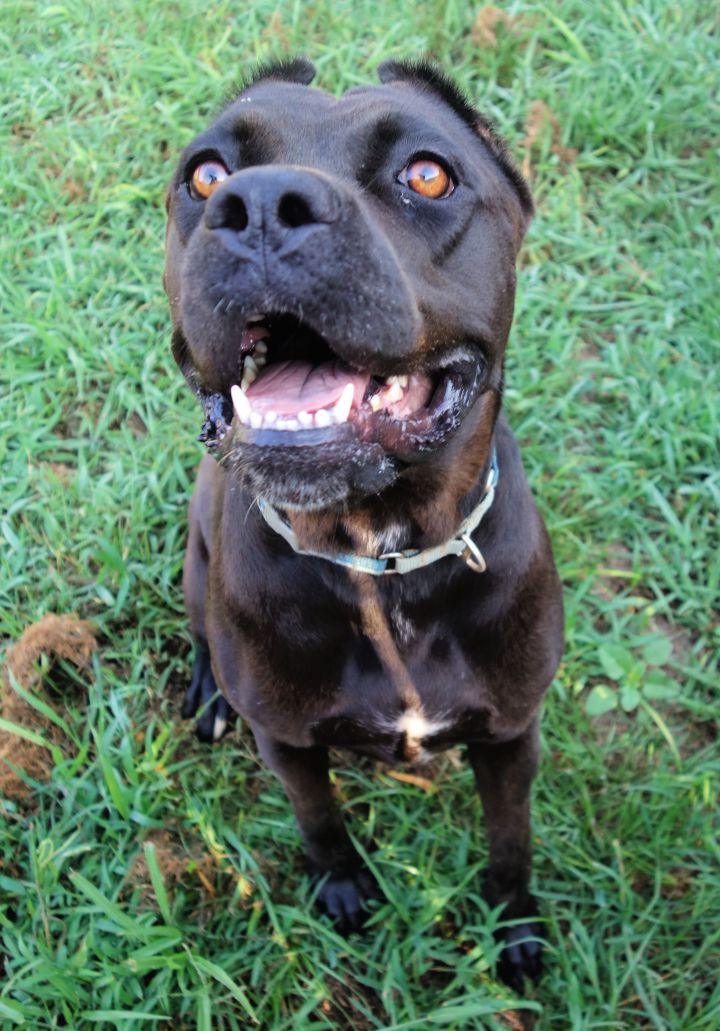 Dog for adoption - Phoebe, a Cane Corso in Norwood, GA | Petfinder
