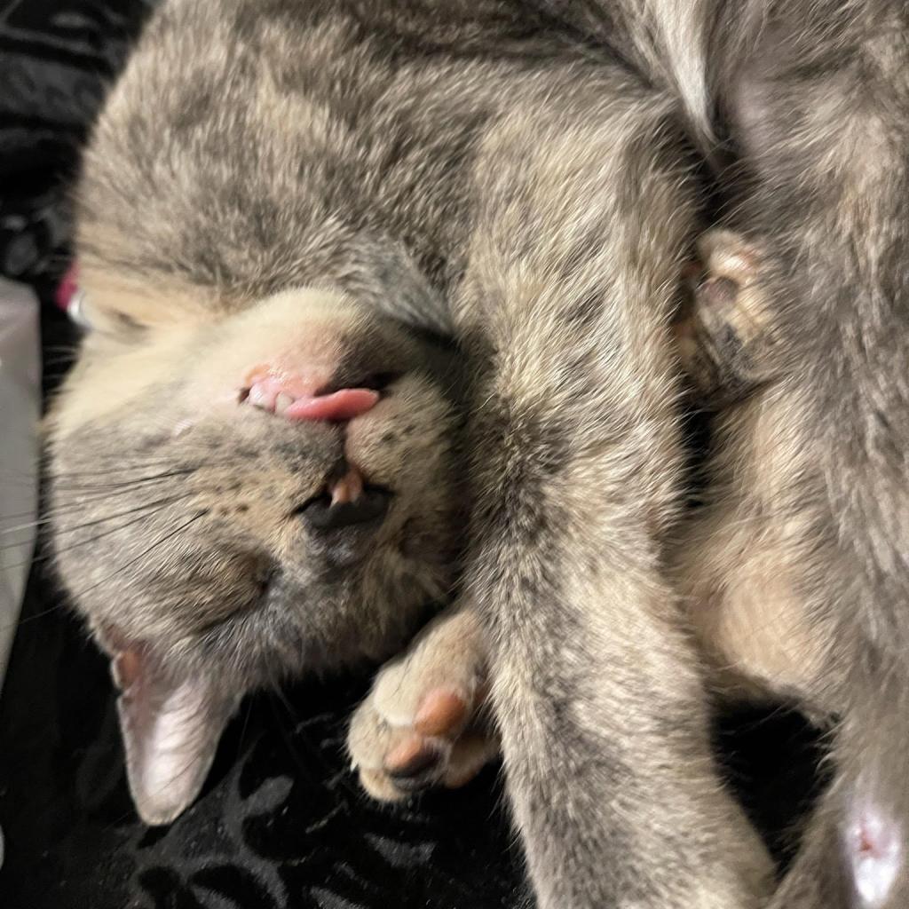 Millie - MISSING, an adoptable Domestic Medium Hair in Lynchburg, VA, 24502 | Photo Image 1