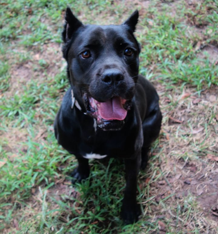 Dog for adoption - Selene, a Cane Corso in Norwood, GA | Petfinder