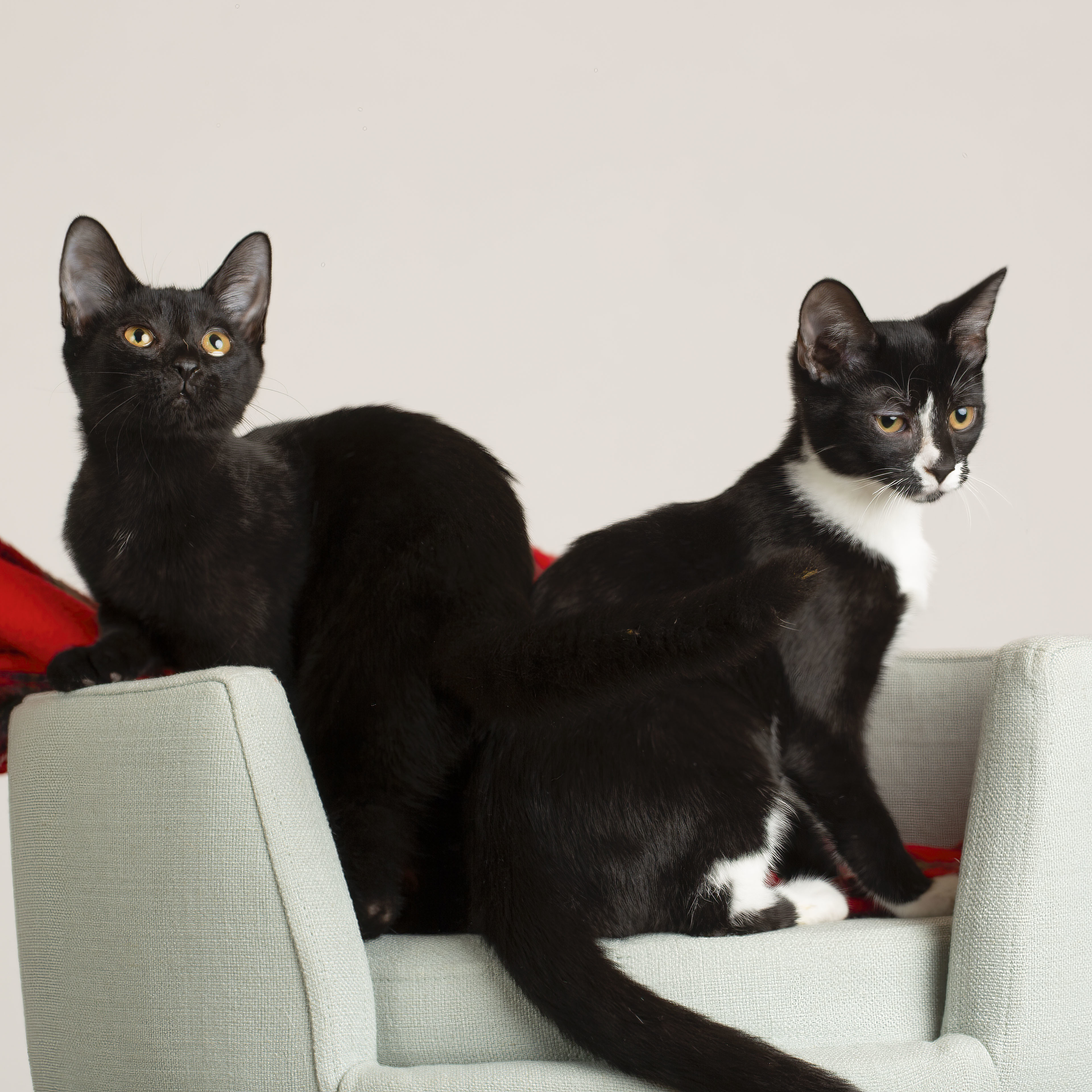 Cat for adoption Rogue and Shadowcat This listing is for two