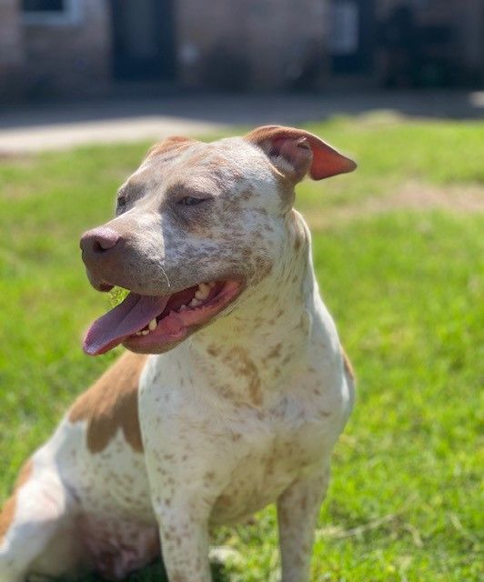 Katie, an adoptable Cattle Dog & American Staffordshire Terrier Mix in Houston, TX_image-2