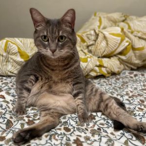 Penny, Senior Female Domestic Short Hair