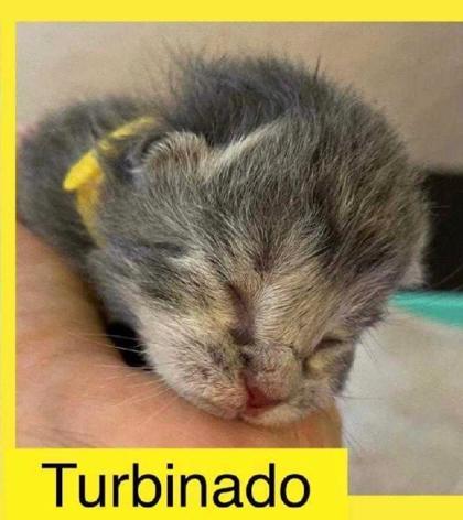 Turbinado, an adoptable Siberian in Fort Worth, TX, 76102 | Photo Image 3