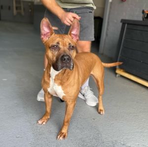 Adopt a Pit Bull puppy near Boston, MA