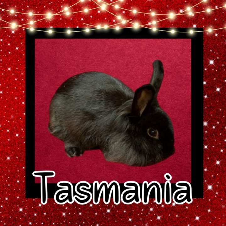 Tasmania 1