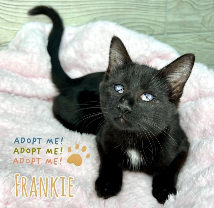 Frankie, an adoptable Domestic Short Hair in Fort Lauderdale, FL_image-1