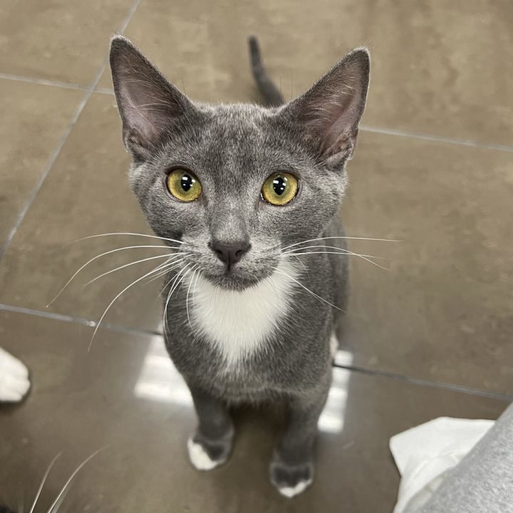 Manny, an adoptable Russian Blue Mix in Fort Lauderdale, FL_image-1