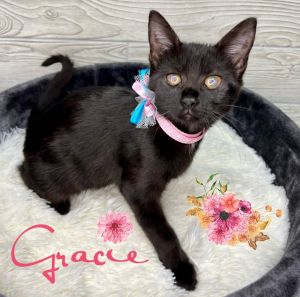 Gracie