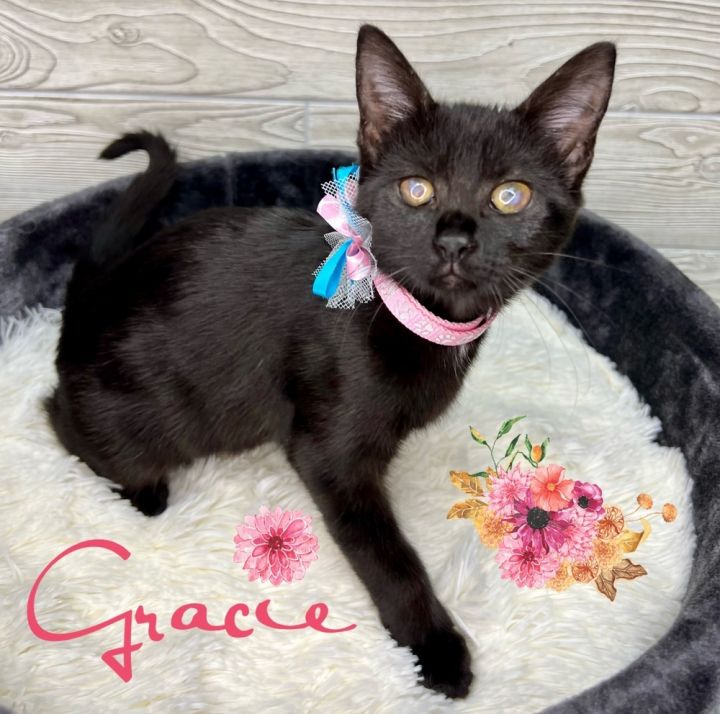 Gracie, an adoptable Domestic Short Hair in Fort Lauderdale, FL_image-1