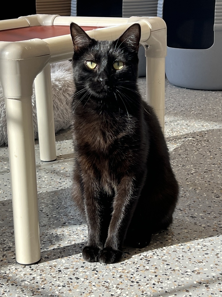 Twix, an adoptable Domestic Short Hair in Oakdale, CA, 95361 | Photo Image 1