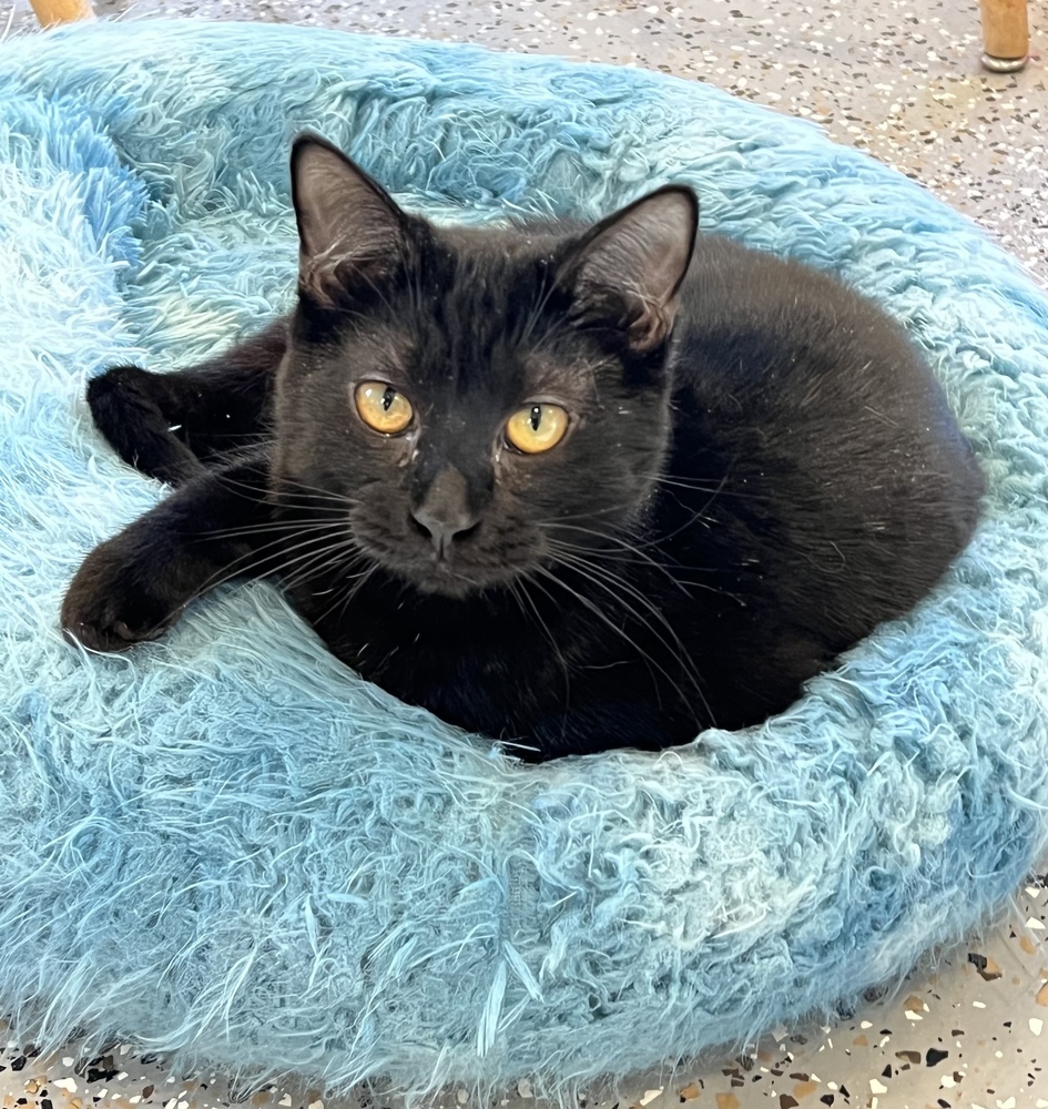 Twix, an adoptable Domestic Short Hair in Oakdale, CA, 95361 | Photo Image 2