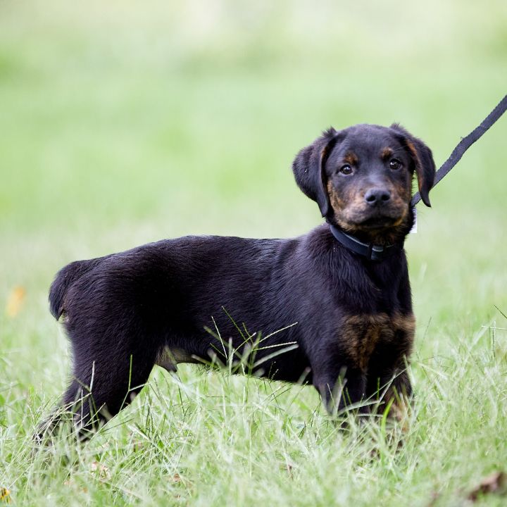 Zeus, an adoptable Rottweiler Mix in Springfield, MO_image-3