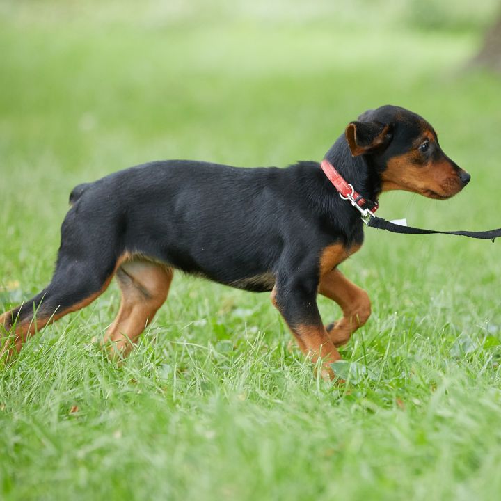 Zara, an adoptable Rottweiler Mix in Springfield, MO_image-4