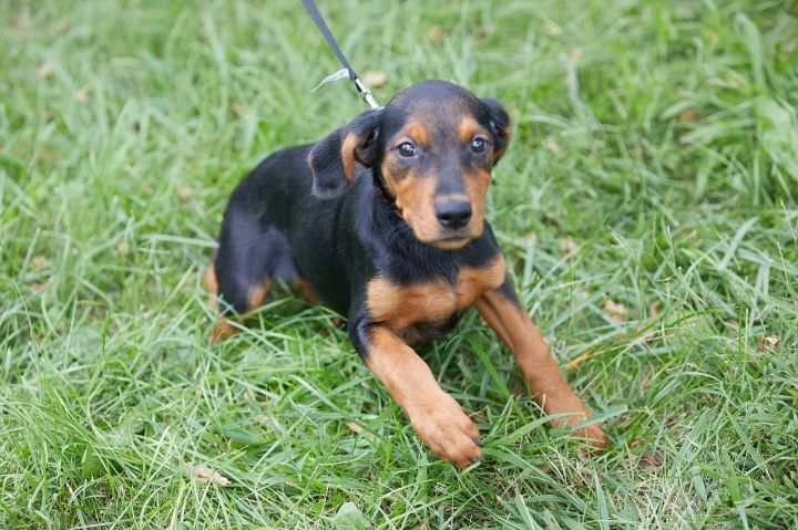 Zara, an adoptable Rottweiler Mix in Springfield, MO_image-5
