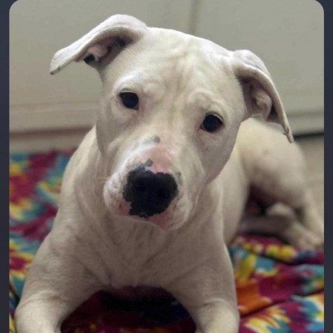 Momma Dosie Doe, an adoptable Terrier in Wadena, MN, 56482 | Photo Image 4