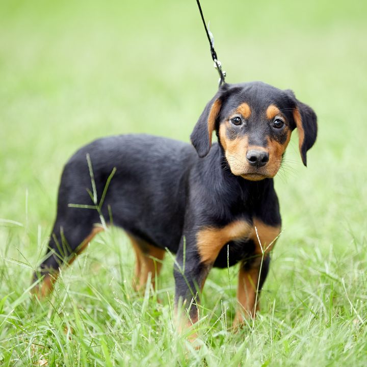 Zina, an adoptable Rottweiler Mix in Springfield, MO_image-1
