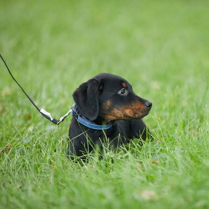 Zana, an adoptable Rottweiler Mix in Springfield, MO_image-2
