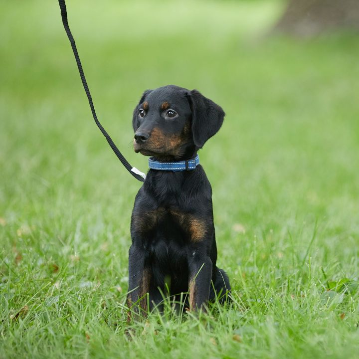 Zana, an adoptable Rottweiler Mix in Springfield, MO_image-6