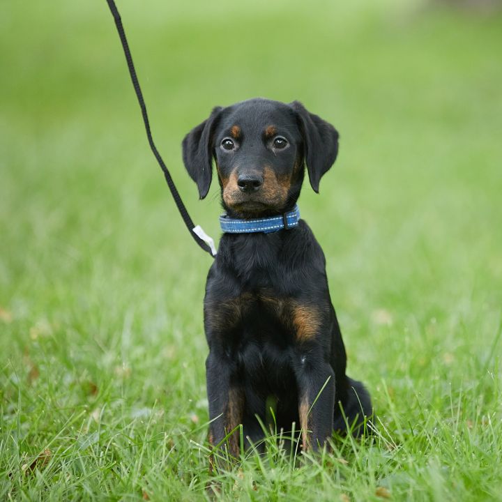 Zana, an adoptable Rottweiler Mix in Springfield, MO_image-1