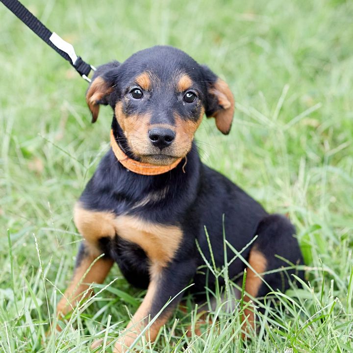 Zada, an adoptable Rottweiler Mix in Springfield, MO_image-1