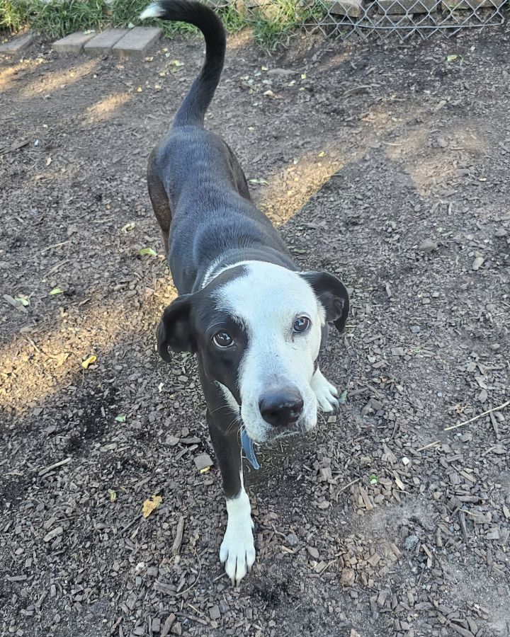 Nellie 4