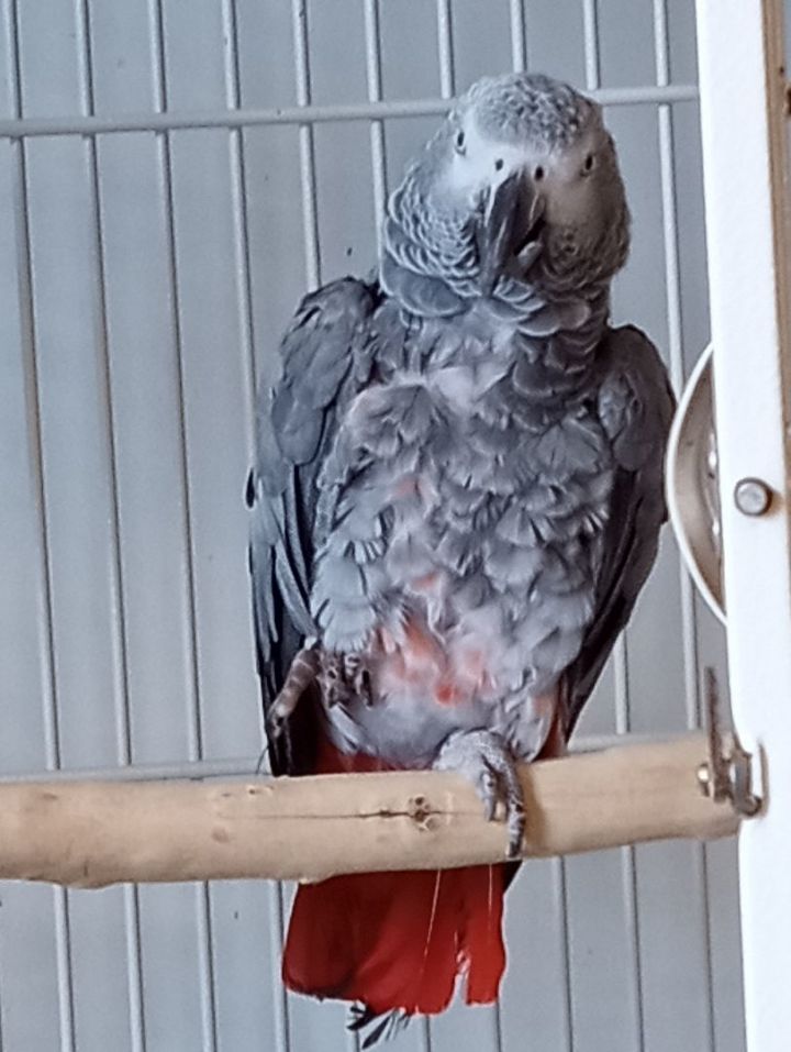 Ziggy 1