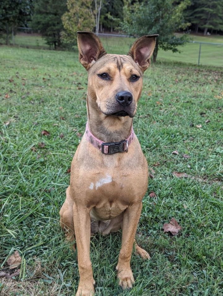 Ridgeback x shar store pei