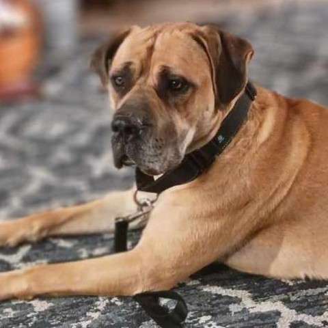 Happy go lucky mastiff hot sale rescue