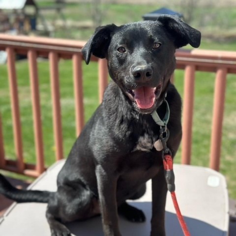 Spade, an adoptable Black Labrador Retriever in Sioux Falls, SD, 57106 | Photo Image 1