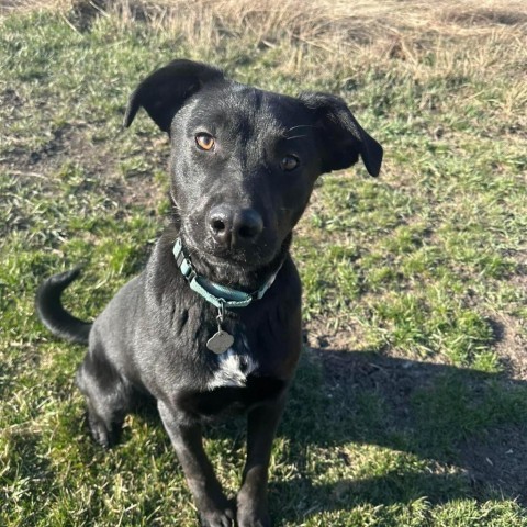 Spade, an adoptable Black Labrador Retriever in Sioux Falls, SD, 57106 | Photo Image 4