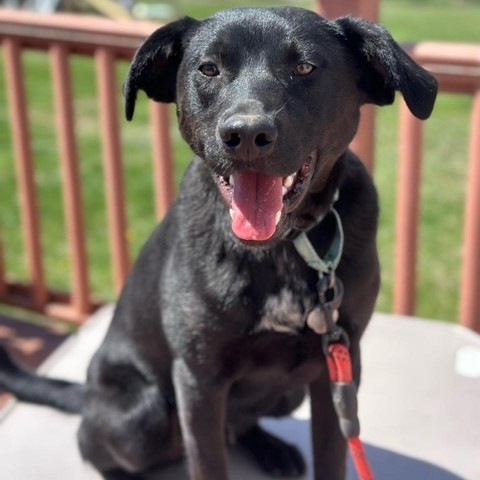 Spade, an adoptable Black Labrador Retriever in Sioux Falls, SD, 57106 | Photo Image 5
