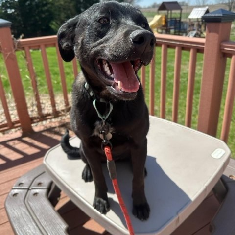 Spade, an adoptable Black Labrador Retriever in Sioux Falls, SD, 57106 | Photo Image 6