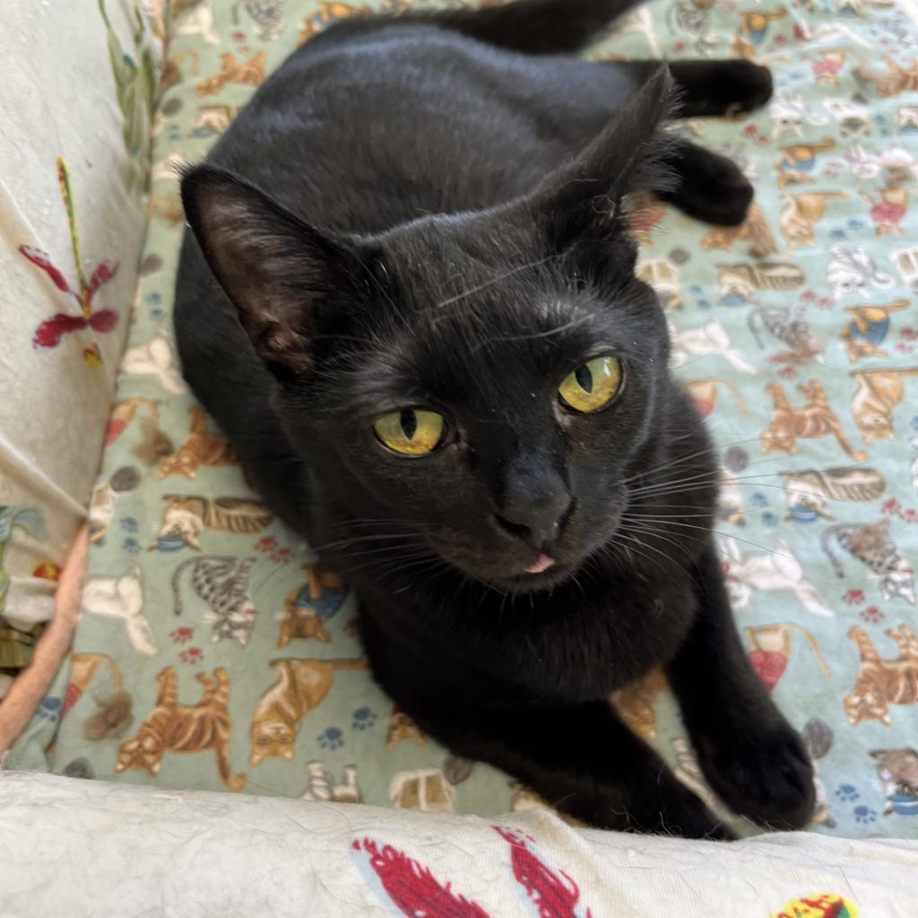 Kendra, an adoptable Domestic Short Hair in Mount Juliet, TN, 37122 | Photo Image 1